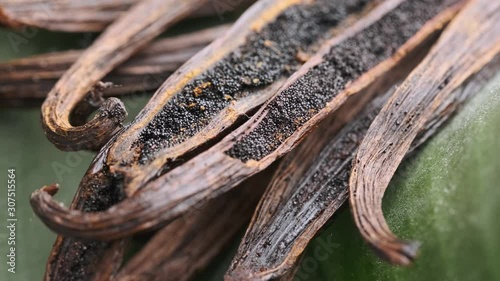 Dried vanilla pods, vanilla sticks macro shooting. Vanilla beans on a green background. Vanilla grains macro shot