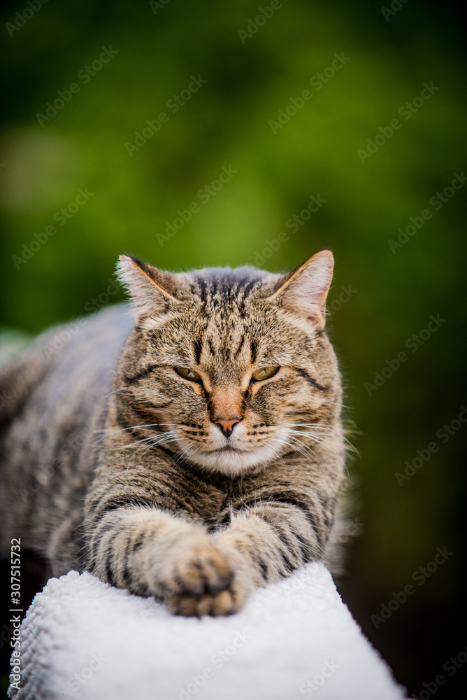 Tabby cat relaxing on porch