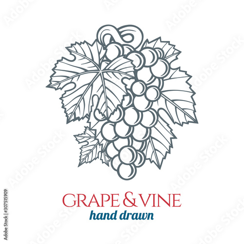 Grape and vine ornament.  Hand drawn grape bunch engraving style illustration. Bunch of grapes sketch drawing. Part of set.