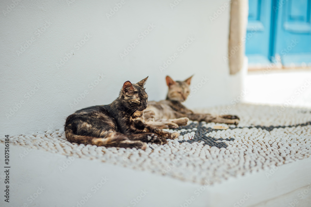 Two Greek street cats resting on hot summer day Two Greek street cats resting on hot summer day