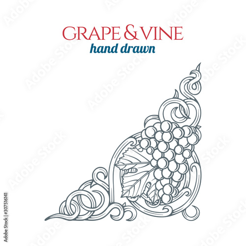 Grape and vine.  Hand drawn grape bunch engraving style illustration. Bunch of grapes sketch drawing corner ornament. Part of set.