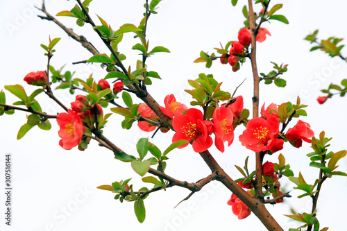 Flowers of Chaenomeles speciosa in the wild
