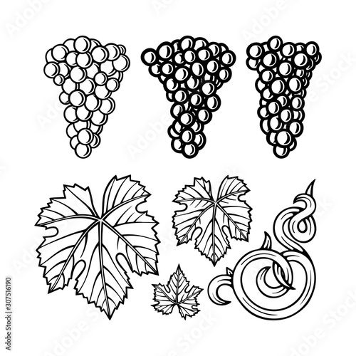 Grape and vine ornament constructor.  Hand drawn grape bunch engraving style illustration. Bunch of grapes, vine and leaf sketch drawing. Part of set.
