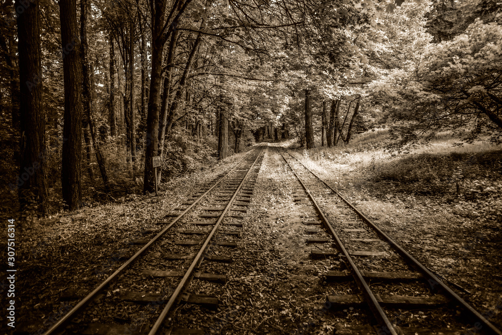 The old railroad in forest