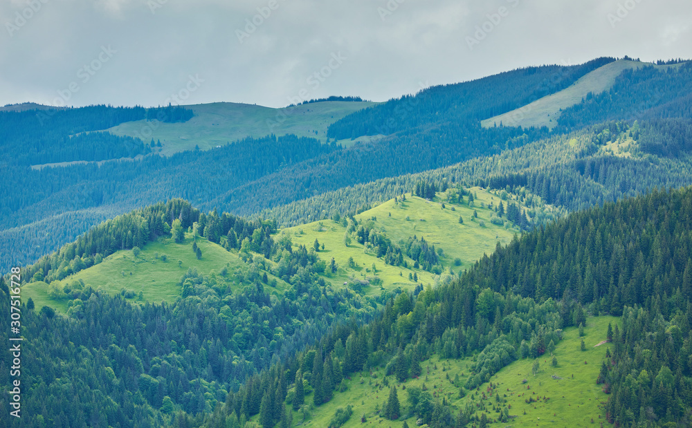 forested rolling hill on a cloudy day. lovely nature scenery of mountainous countryside.