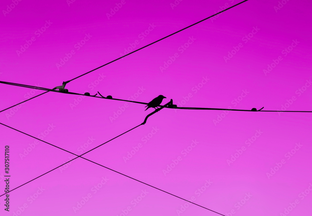 Urban freedom bird on electrical wire lines, simple abstract concept