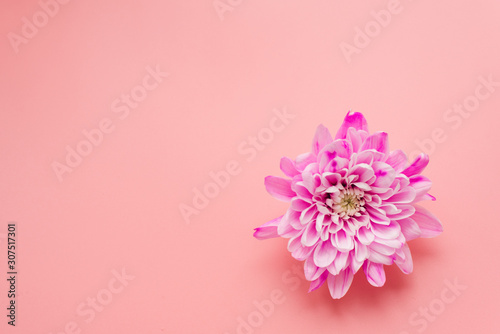 Pink chrysanthemum flower on pink pastel background. Template for bloggers and designers on the holiday of mother s day  March 8 and birthday. Flatlay  copyspace