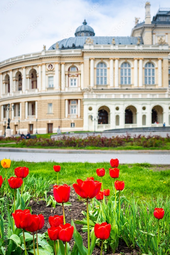 Red tulips near Odessa National Academic Theater of Opera and Ballet.