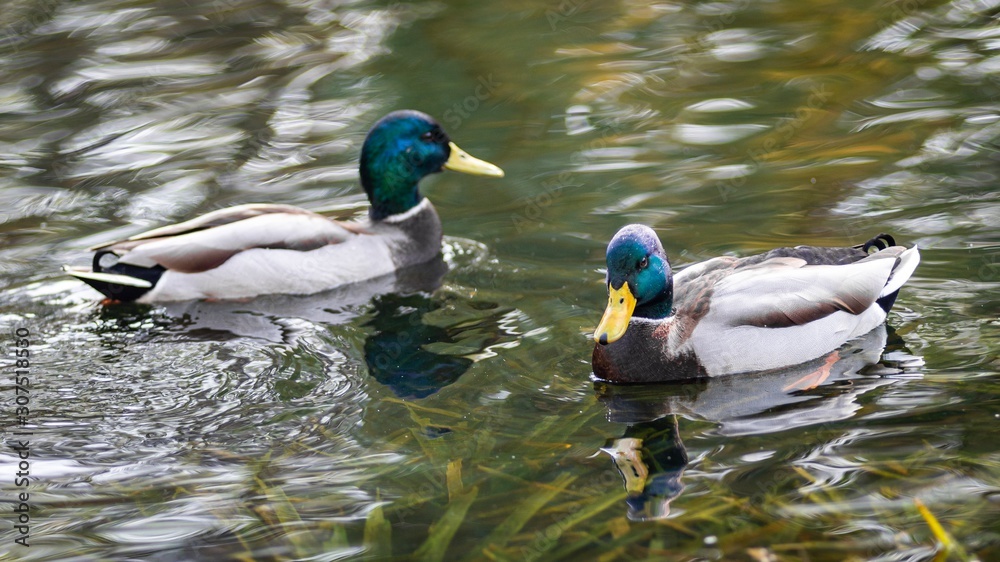 Obraz premium Ducks on the lake in park in Lviv, Ukraine