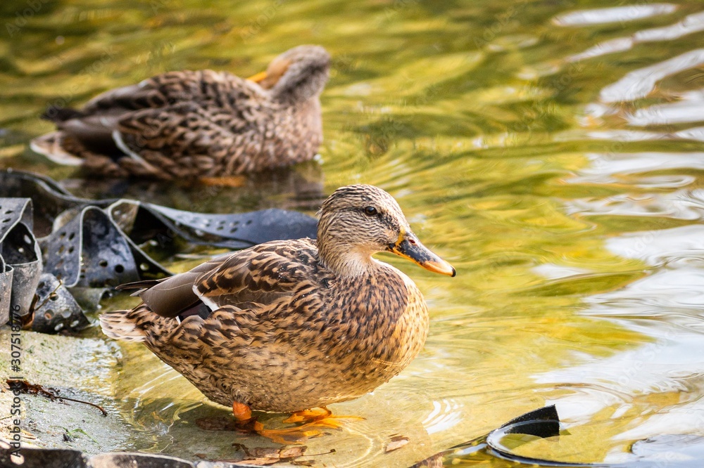 Ducks on the lake in park in Lviv, Ukraine Ducks on the lake in park in Lviv, Ukraine
