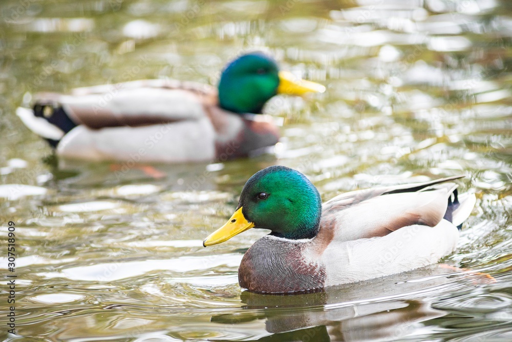 Obraz premium Ducks on the lake in park in Lviv, Ukraine