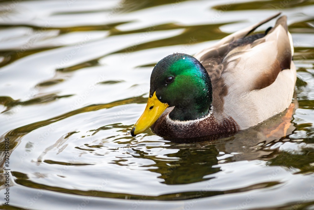 Obraz premium Duck on the lake in Lviv park, Ukraine.