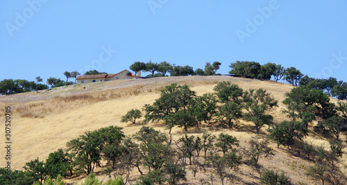Central California landscape in a dry summer with golden grass and oak trees under blue sky © Jack