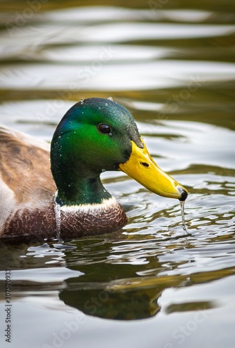 Ducks on a lake, Ukraine. Portrait.