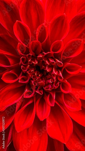 Fototapeta Naklejka Na Ścianę i Meble -  Red flower closeup in park
