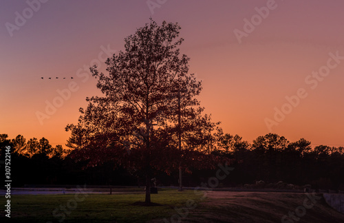Silhouette of trees with against an orange sunset on an autumn afternoon photo