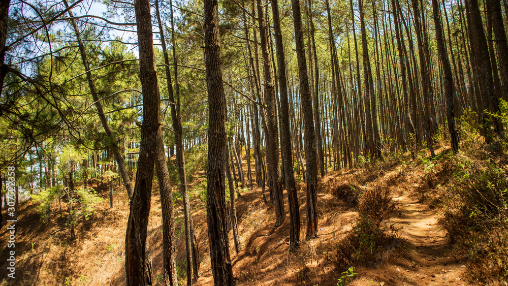 Rows of pine trees with various backgrounds. images suitable for use in wallpapers and others Rows of pine trees with various backgrounds. images suitable for use in wallpapers and others