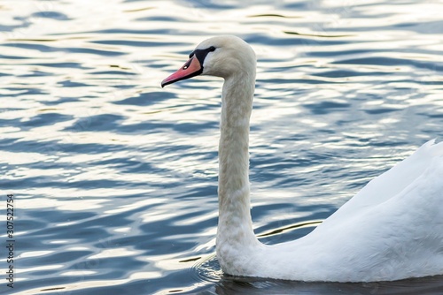 Swan on the lake in Truskavets, Ukraine. Close up
