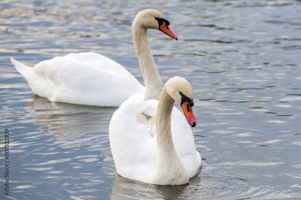 Fototapeta premium Swans on the lake in Truskavets, Ukraine.