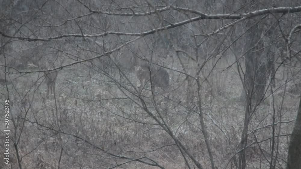 Snow Storm Snow Storm
