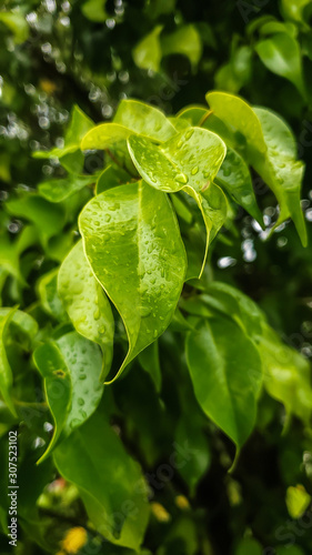 Wallpaper Mural green leaves with spring drops Torontodigital.ca