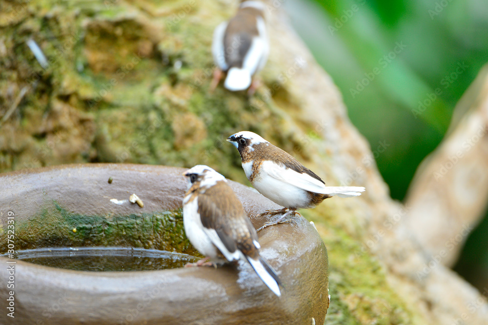 Obraz premium The outdoor fringillidae birds in the park