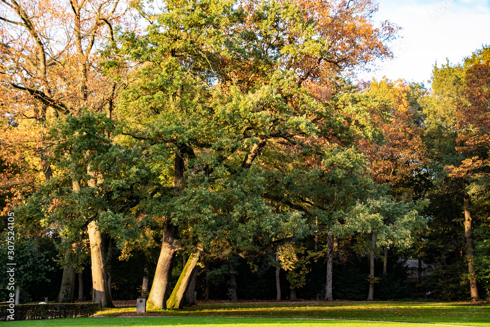Naklejka premium Colored trees in the park in autumn. Fall forest landscape.