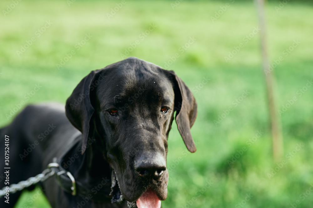 portrait of a dog portrait of a dog