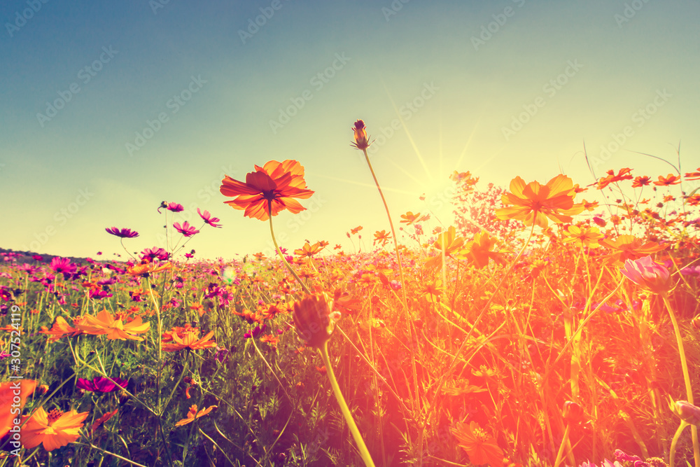 Cosmos flowers that bloom in beautiful fields in summer,Vintage coloring Cosmos flowers that bloom in beautiful fields in summer,Vintage coloring