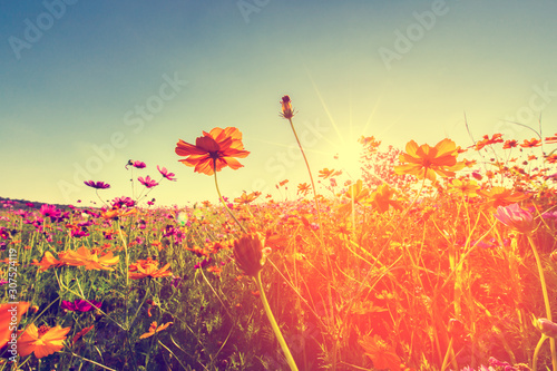Fototapeta Naklejka Na Ścianę i Meble -  Cosmos flowers that bloom in beautiful fields in summer,Vintage coloring