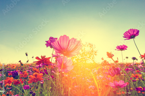Cosmos flowers that bloom in beautiful fields in summer,Vintage coloring © minicase