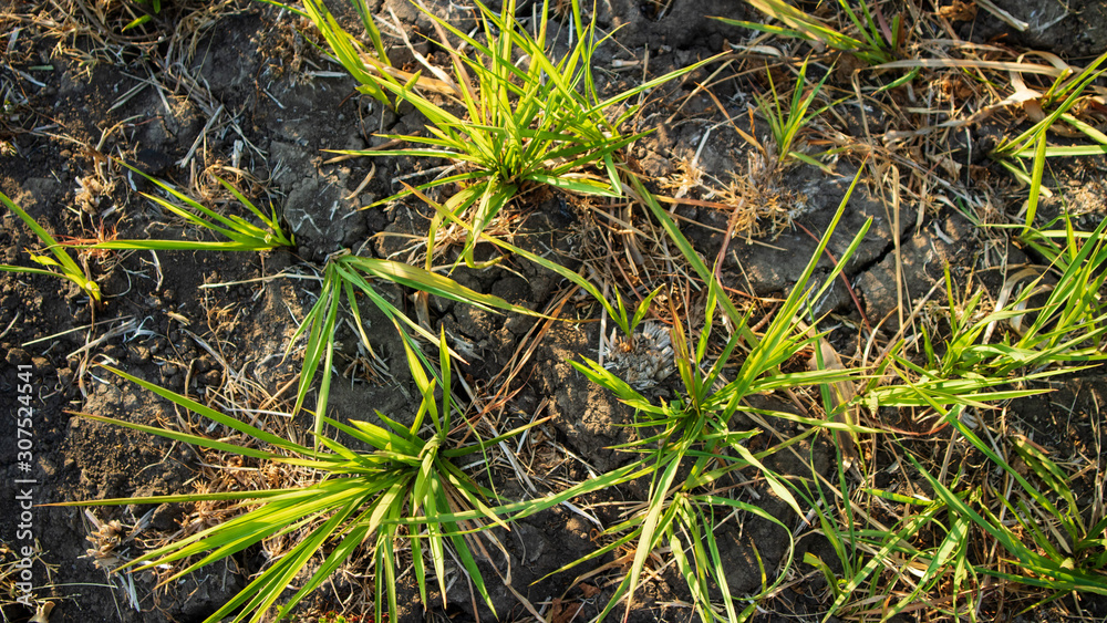 Reeds or called Imperata cylindrica in the dry season. Scenery in the morning with a quiet atmosphere in the countryside Reeds or called Imperata cylindrica in the dry season. Scenery in the morning with a quiet atmosphere in the countryside