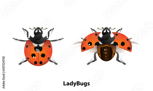 Picture of Ladybug There is a normal standing and flying on White background Is a vector file © aottorio