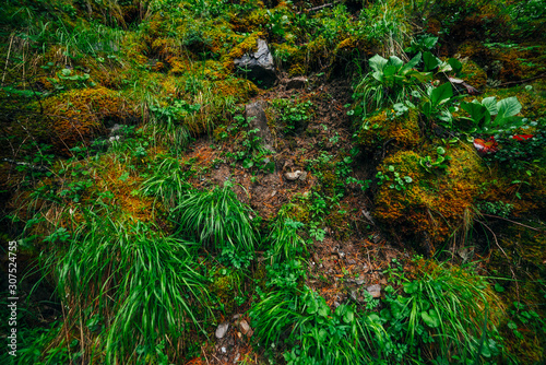 Beautiful taiga background with rich flora on mossy slope. Green grass among thick mosses on mountainside close-up. Atmospheric green forest backdrop with lush moss. Woodland grasses. Fresh greenery.