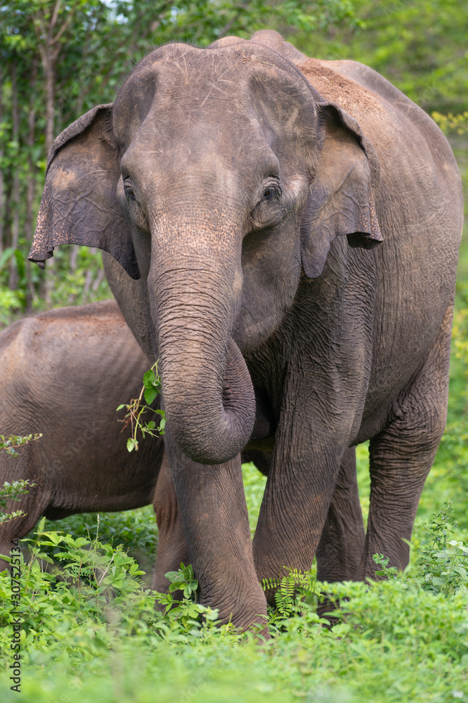 Fototapeta premium Sri Lankan Elephant feeding on leaves