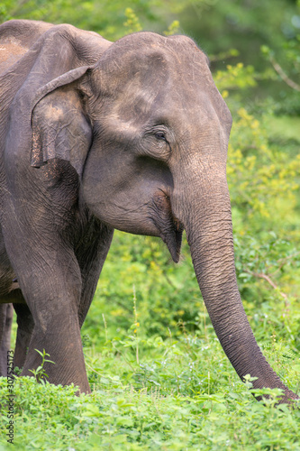 Sri Lankan Elephant feeding