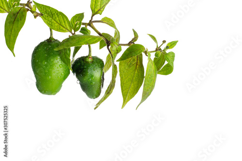 Wallpaper Mural Chile Manzano con la rama del arbol sobre fondo blanco Torontodigital.ca