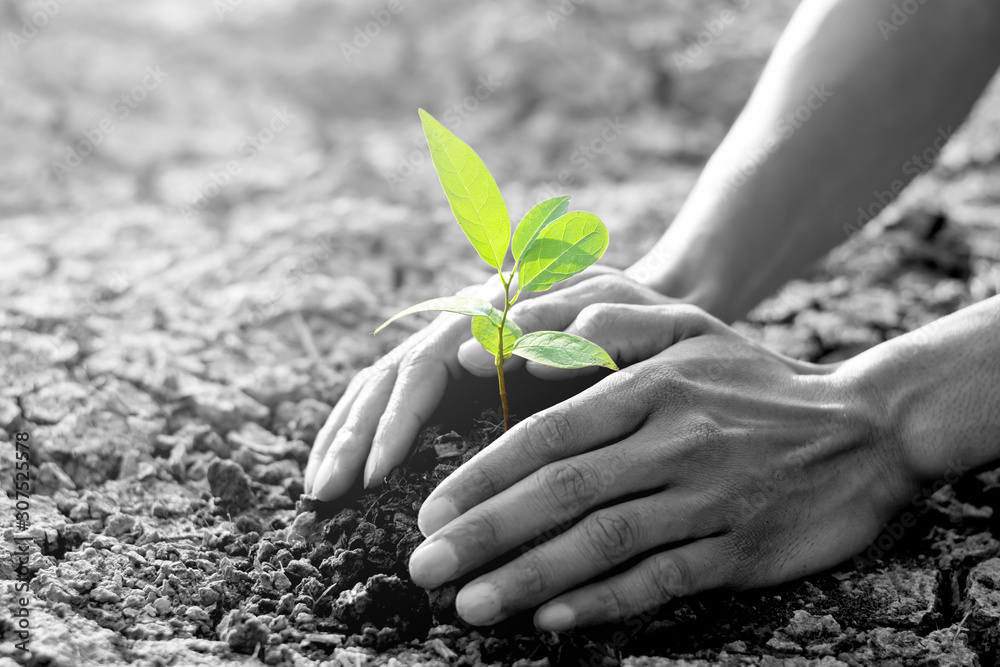 Fototapeta premium Plant