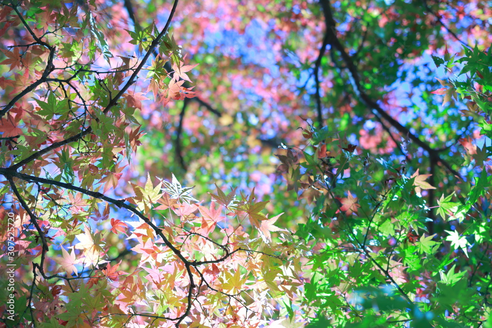 Obraz premium カラフルな虹色の伝説の木下の紅葉