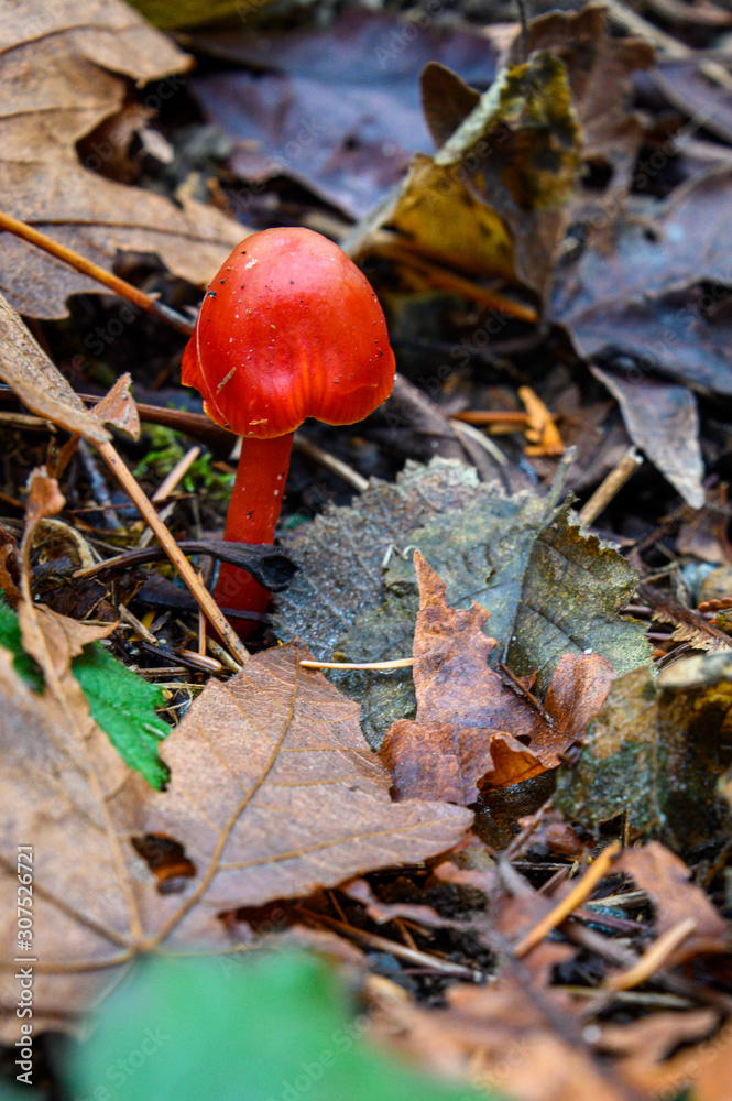 Tiny orange mushroom growing in fall leaf litter on the forest floor, nature background Tiny orange mushroom growing in fall leaf litter on the forest floor, nature background