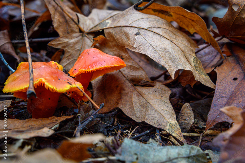 Two orange mushrooms growing in fall leaf litter on the forest floor, nature background Two orange mushrooms growing in fall leaf litter on the forest floor, nature background