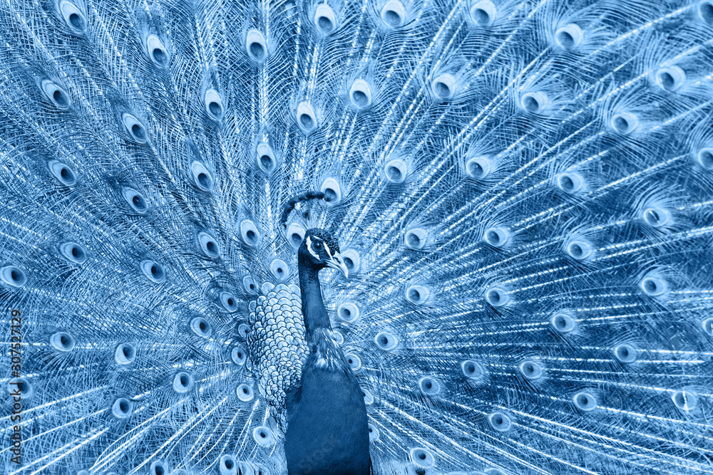Obraz premium Beautiful peacock toned in classic blue, color of the year 2020. Selective focus