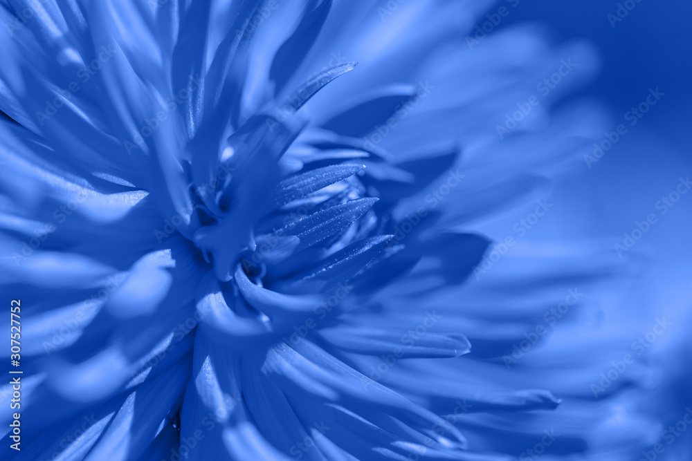 Fototapeta Color of the year. 2020. Texture of a classic blue leaf as background sunny day macro photo.