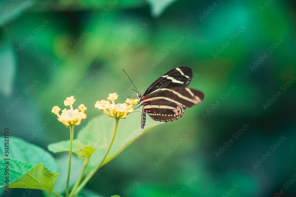 Butterfly on flower