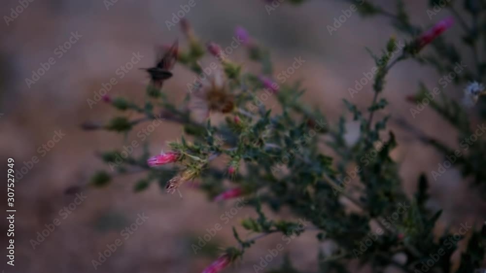 Bryce Canyon National Park in Utah in evening night with Shinx Hummingbird moth collecting nectar in slow motion at pink thistle flowers panning Bryce Canyon National Park in Utah in evening night with Shinx Hummingbird moth collecting nectar in slow motion at pink thistle flowers panning