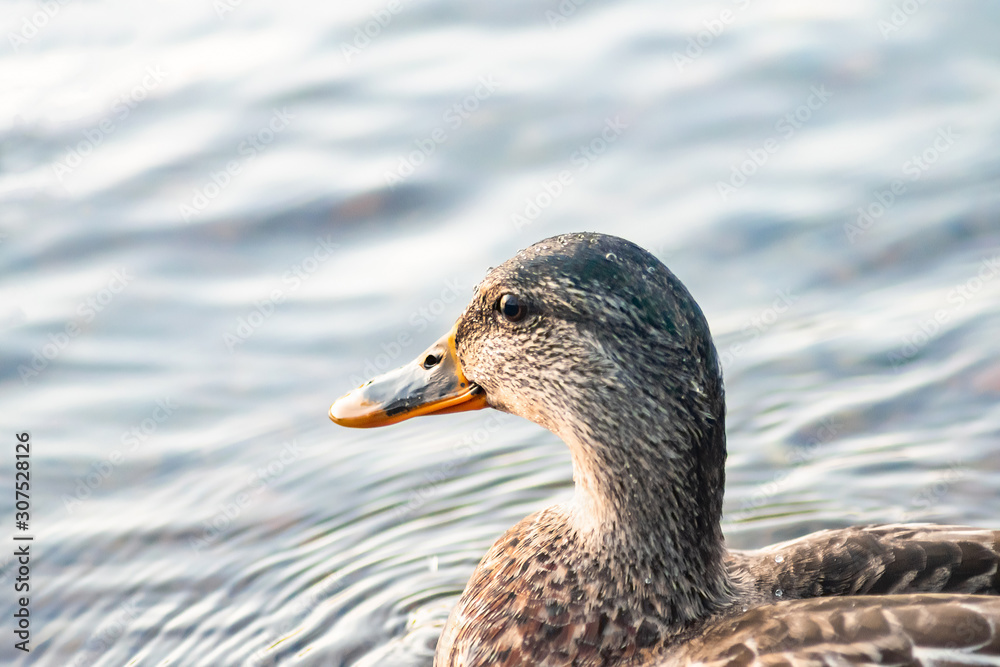 large portrait of a wild duck that is floating in the river large portrait of a wild duck that is floating in the river