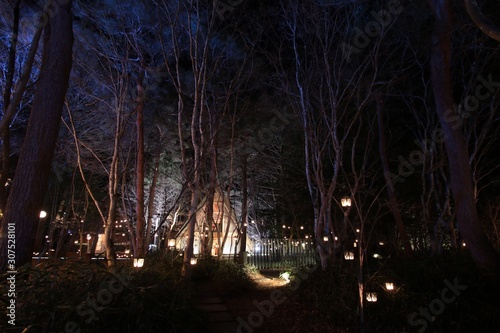 森の中のクリスマスの灯り