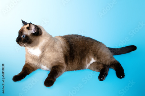 large Siamese cat lying on a blue background © Lema-lisa