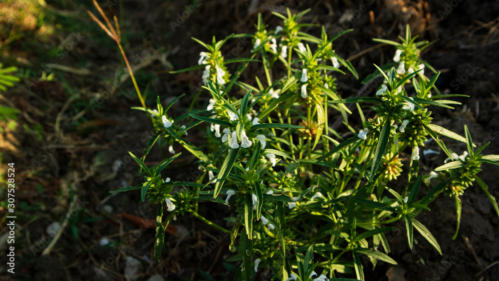 Beautiful white jasmine flowers, grow wild around the house Beautiful white jasmine flowers, grow wild around the house