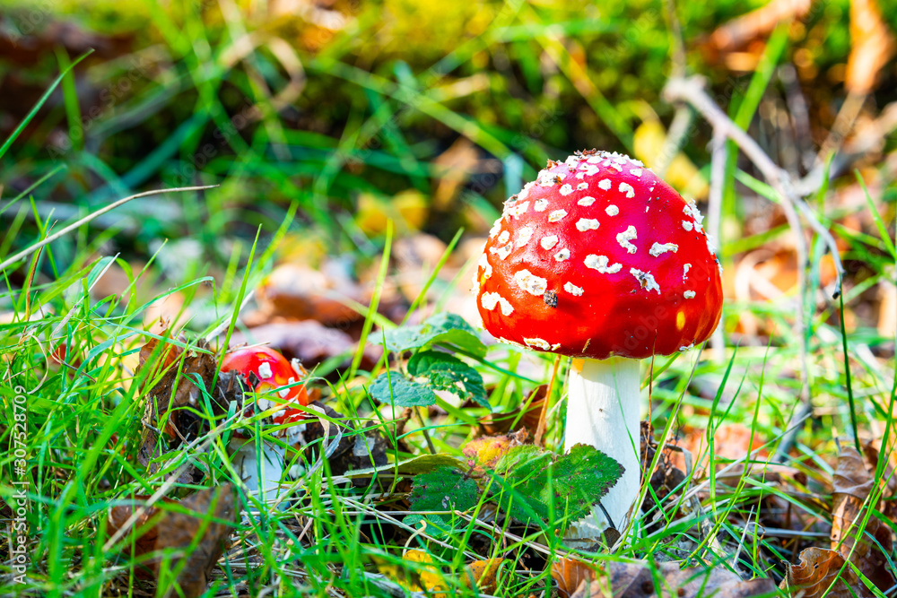 The iconic fly agaric toadstool The iconic fly agaric toadstool